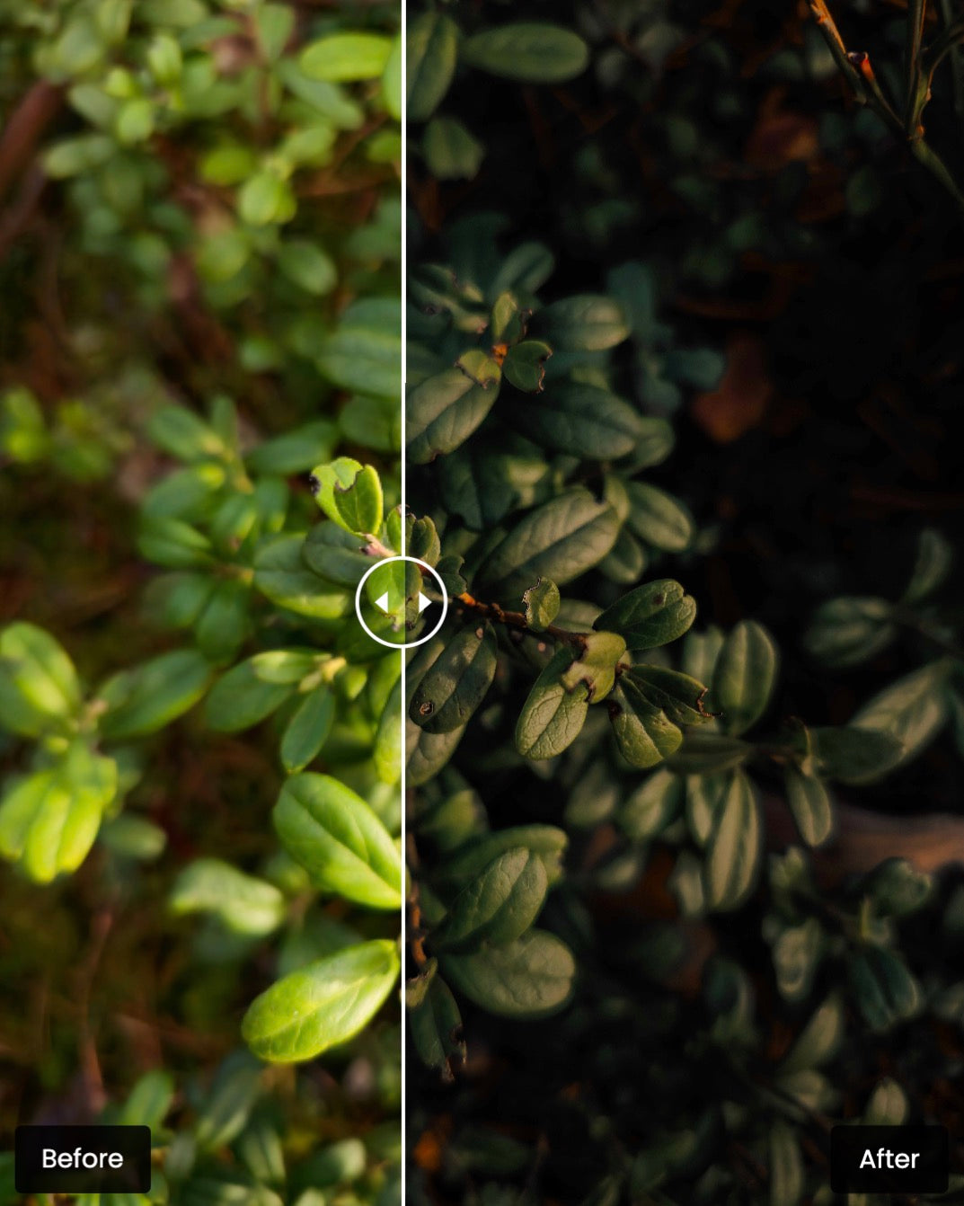 NATURE MEMORIES - Mobile Lightroom Presets