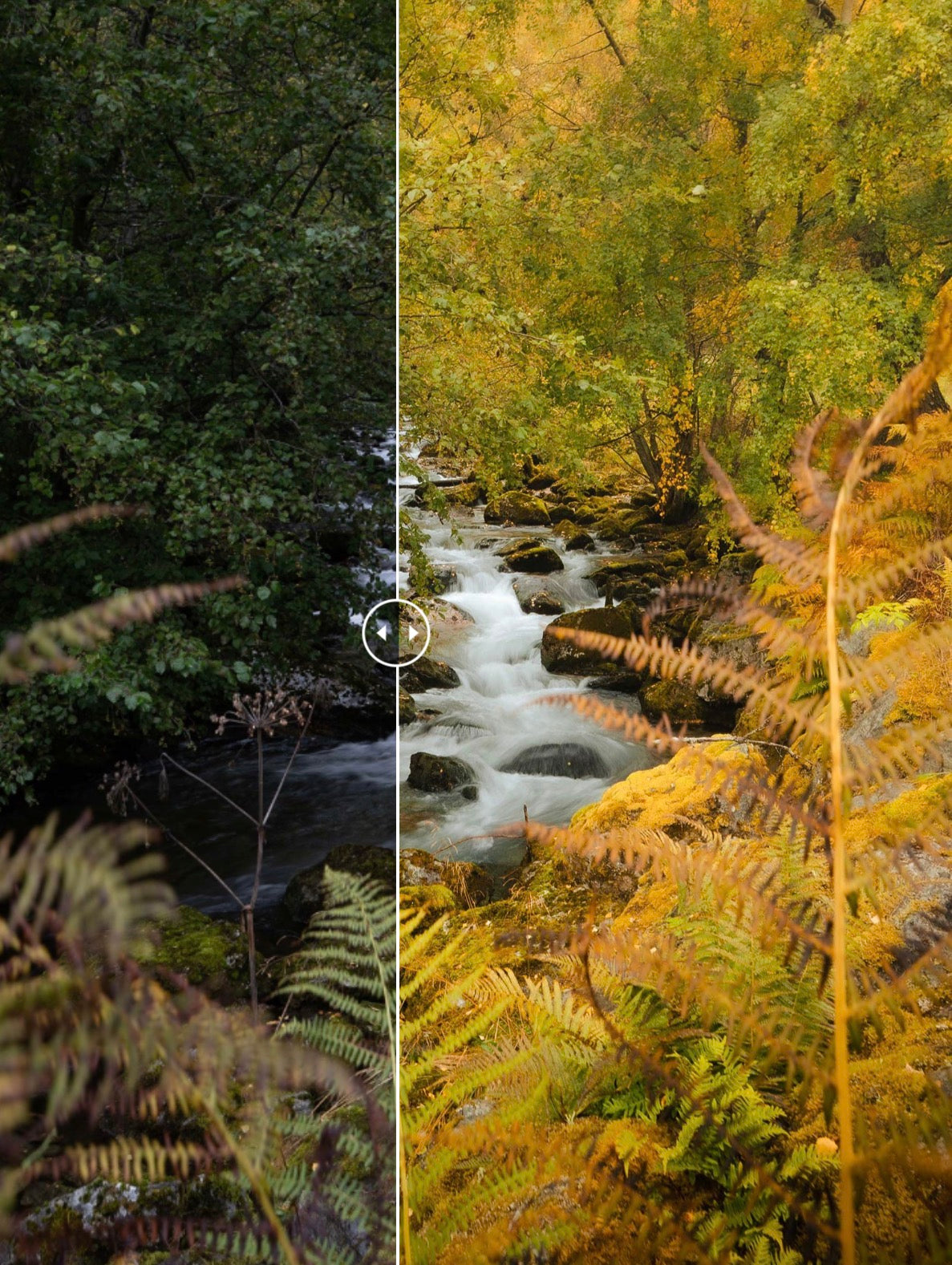 NATURE DREAMS - Lightroom Presets