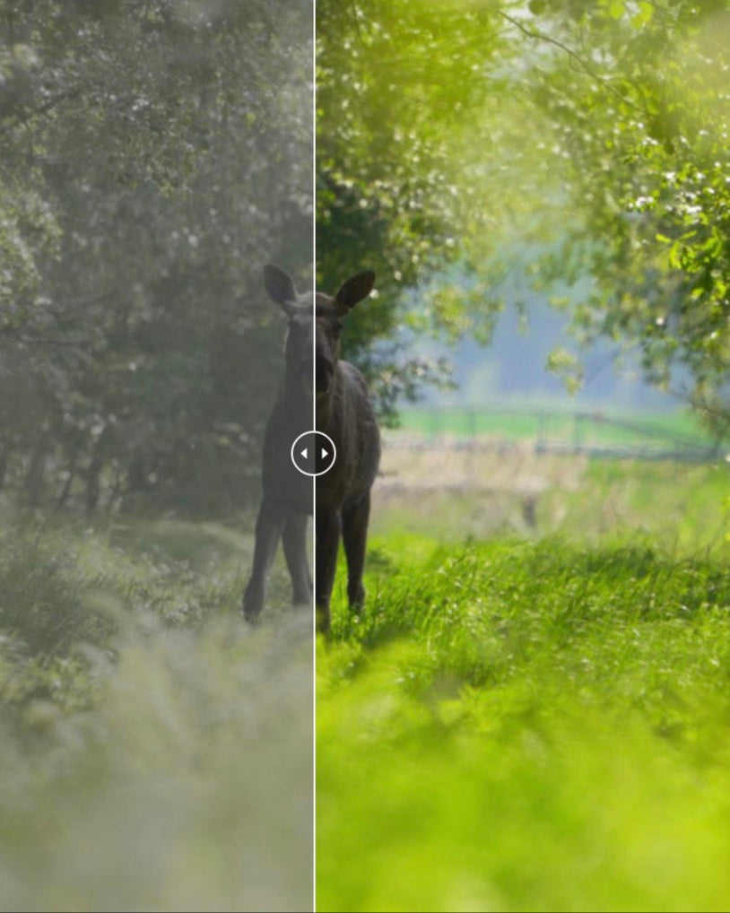 THE FOREST - SONY VIDEO LUTS